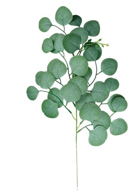Eukaliptus ozdobny VC7153 Arpex