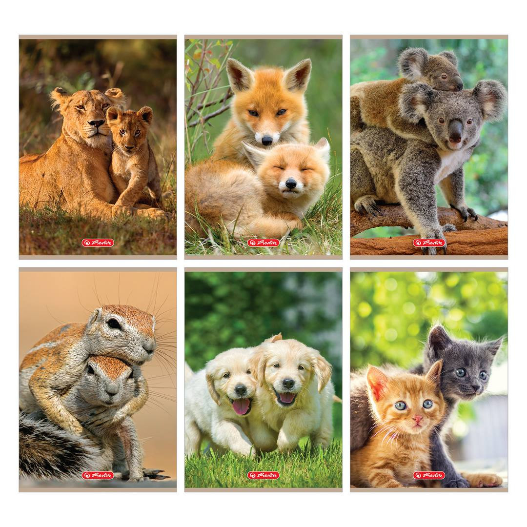 Zeszyt A5/16k. kratka Animals Herlitz