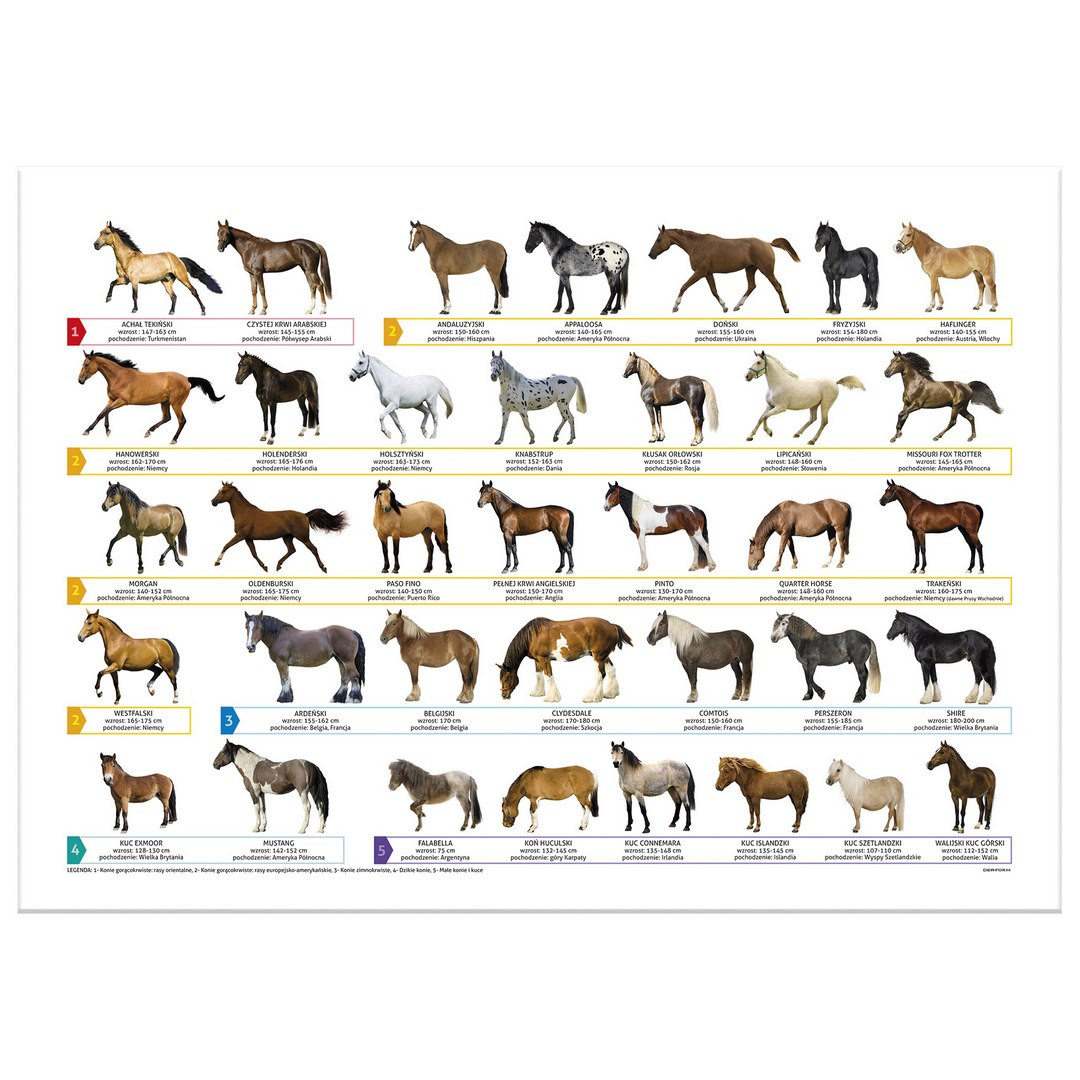 Podkład oklejany edukacyjny Konie POEKO Derform