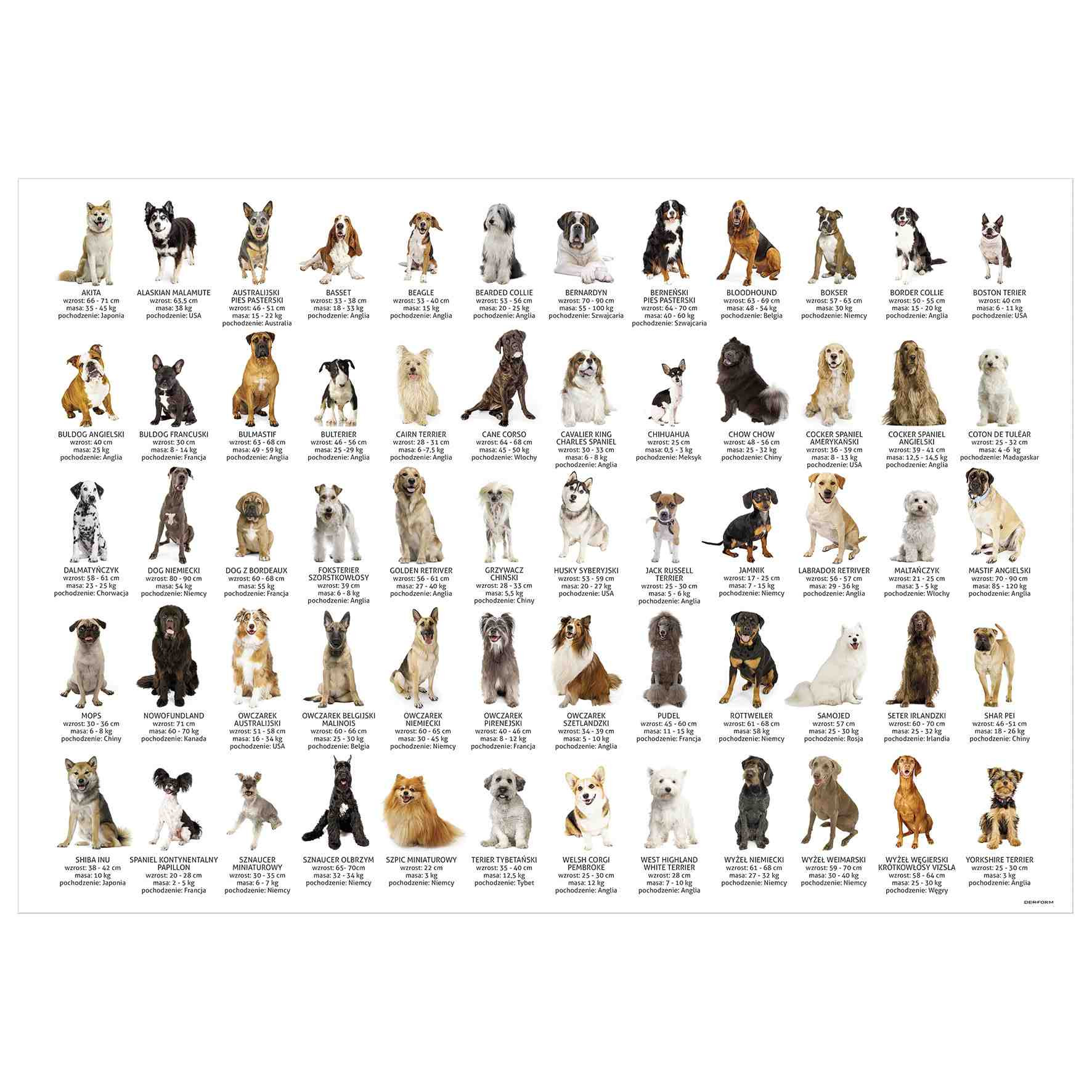Podkład oklejany edukacyjny Psy POEPS Derform