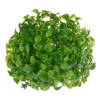 Kula z bukszpanu VW7781 Arpex